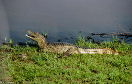 Image of South American Spectacled Caiman