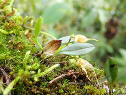 Image of Masdevallia nidifica Rchb. fil.