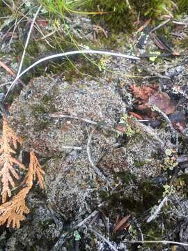 Image of orange lichen