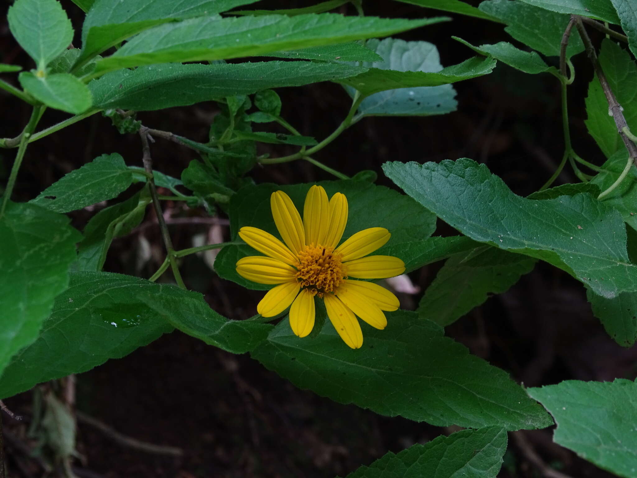 صورة Jefea lantanifolia (Schau.) J. L. Strother