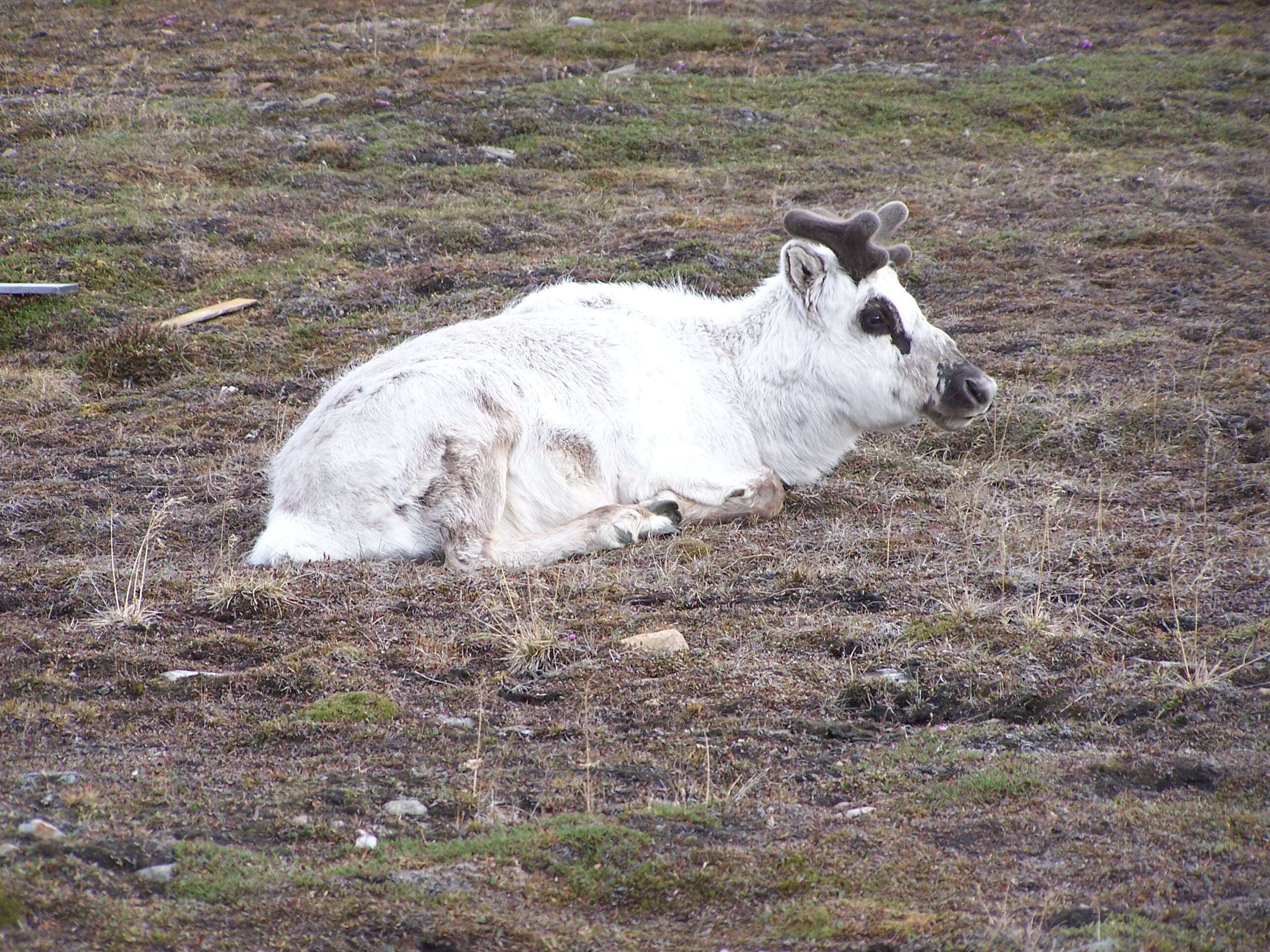 Image of Svalbard reindeer