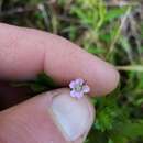 Imagem de Geranium homeanum Turcz.