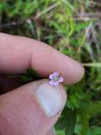 Image of Australasian geranium