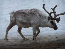 Image of Svalbard reindeer