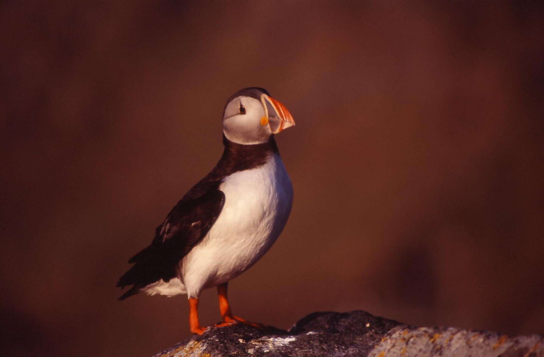 Image of Puffin