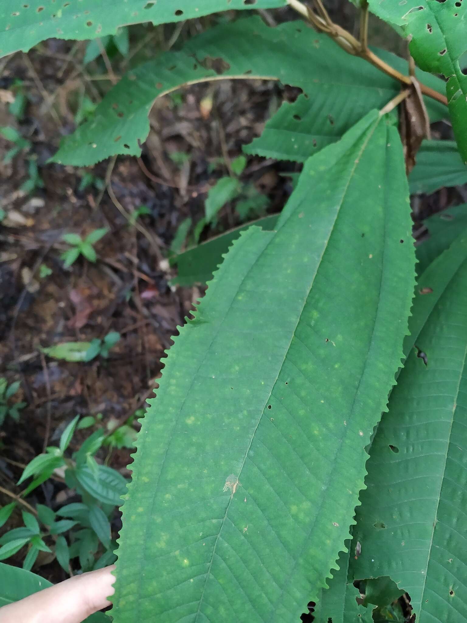 Image of Miconia elata (Sw.) DC.