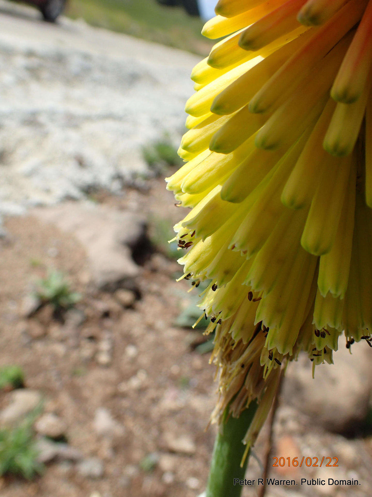 Image of Kniphofia ritualis Codd