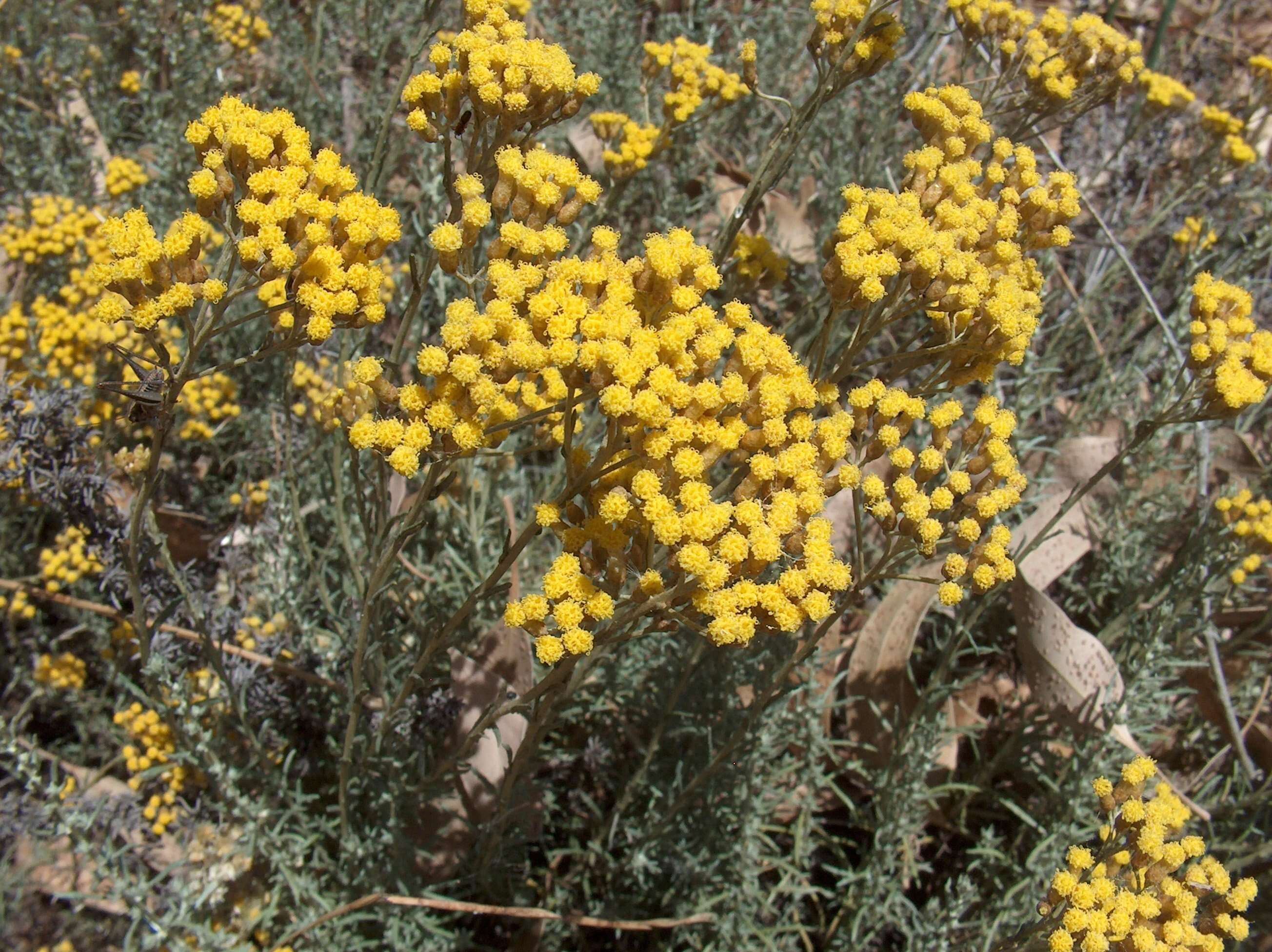 Слика од Helichrysum italicum (Roth) G. Don fil.