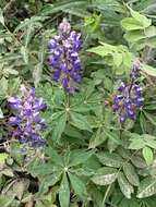 Image of arctic lupine