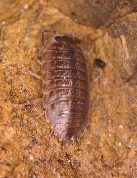 Image of Porcellio montanus Budde-Lund 1885