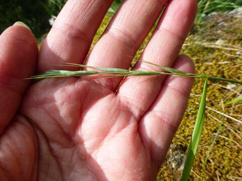 Image of Elymus reflexiaristatus (Nevski) Melderis