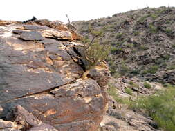 Image of elephant tree