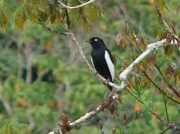 Image of White-winged Cotinga