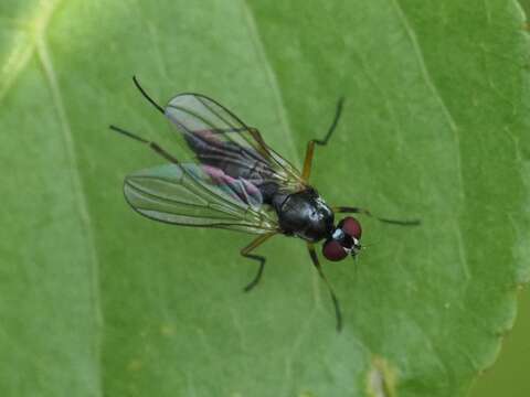 Image of Tanypeza longimana Fallen 1820