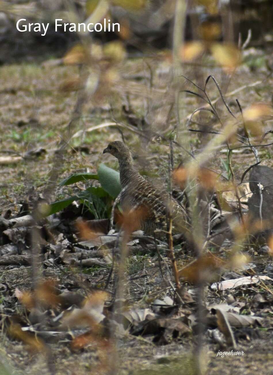 Image of Grey Francolin