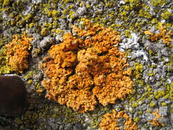 Image of orange wall lichen