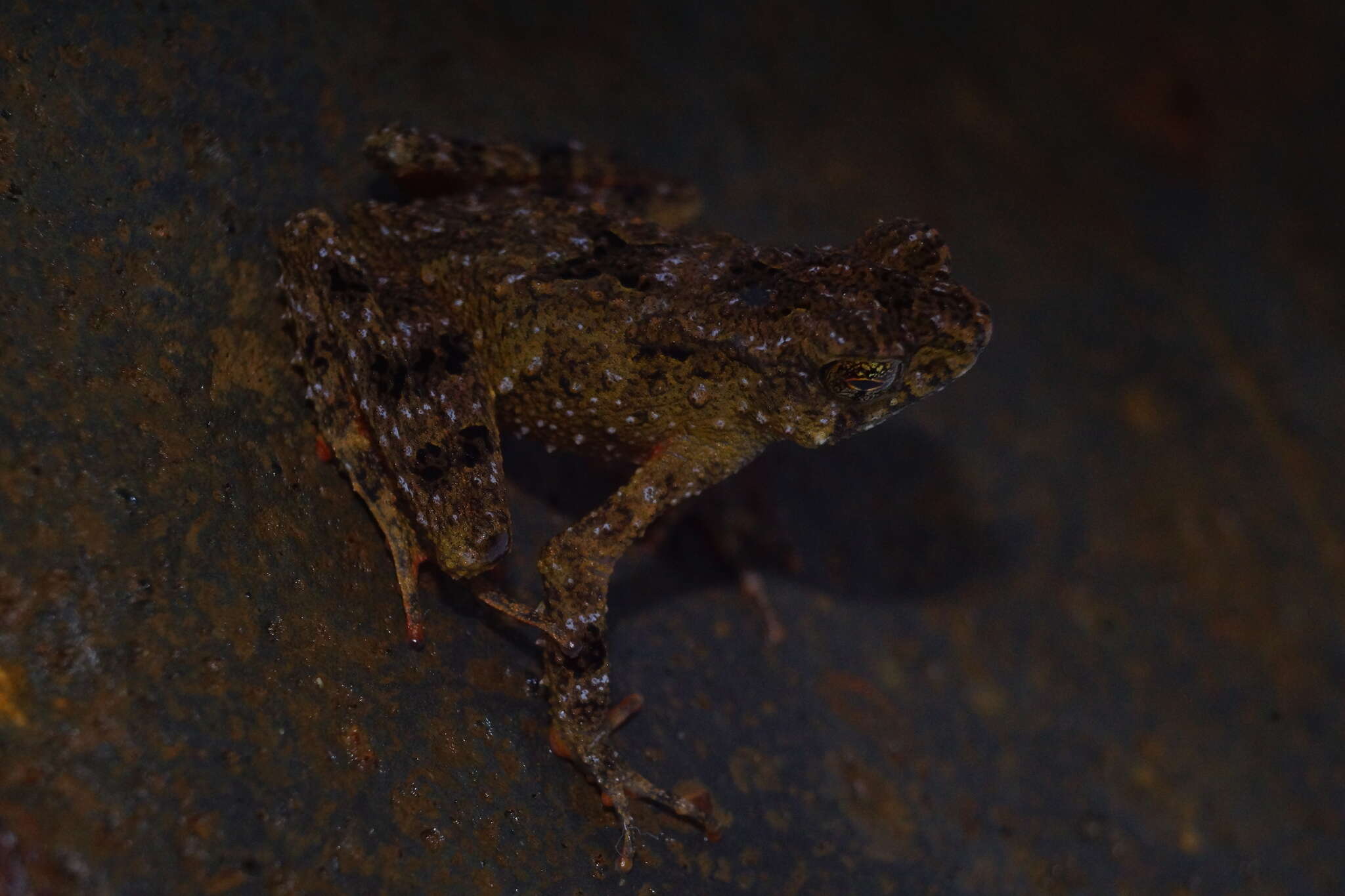 Image of Bourbon Toad