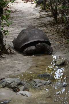 Image of Chelonoidis niger guntheri (Baur 1889)