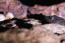 صورة Gekko porosus Taylor 1922