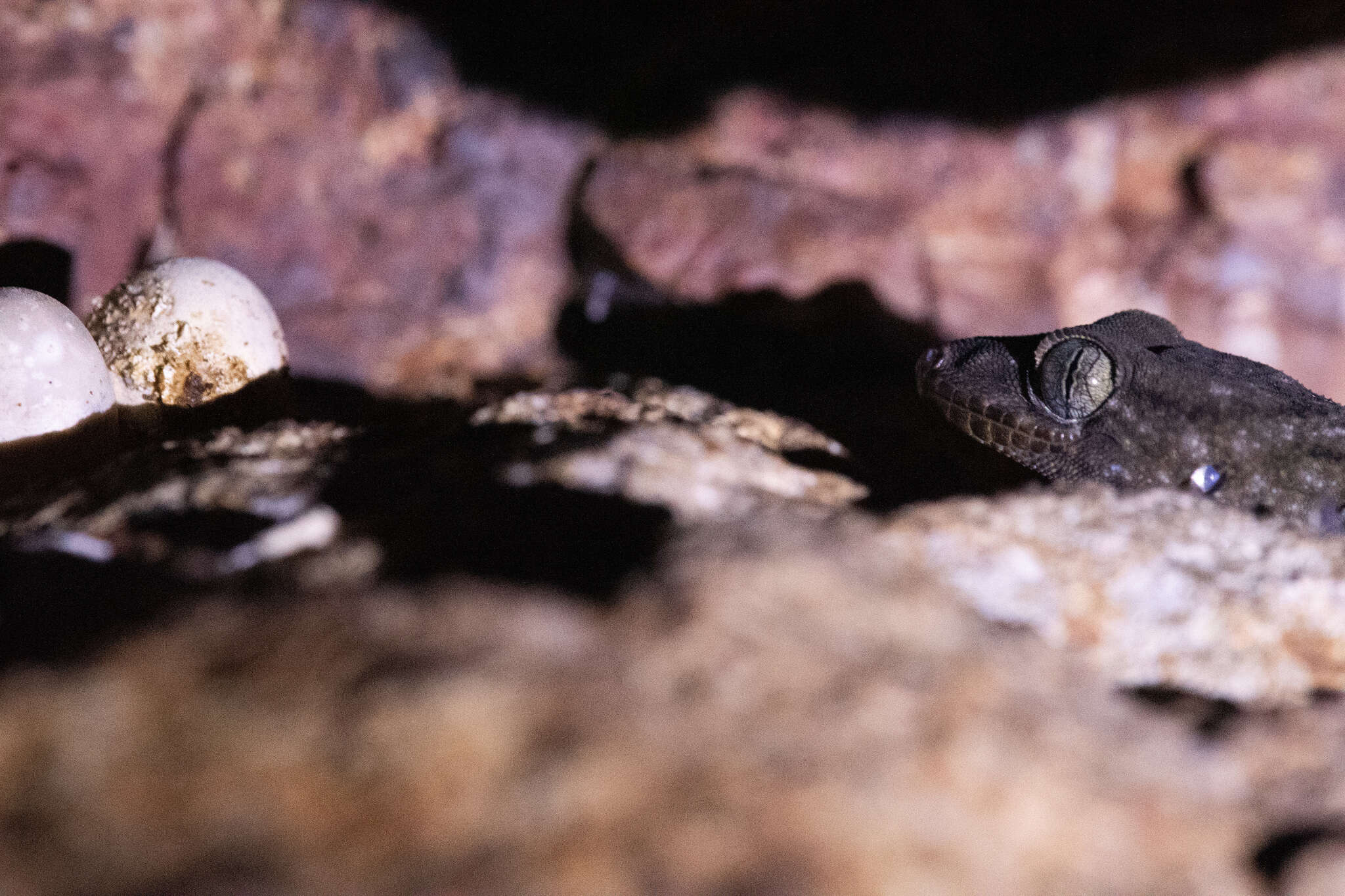 Image of Taylor's Gecko