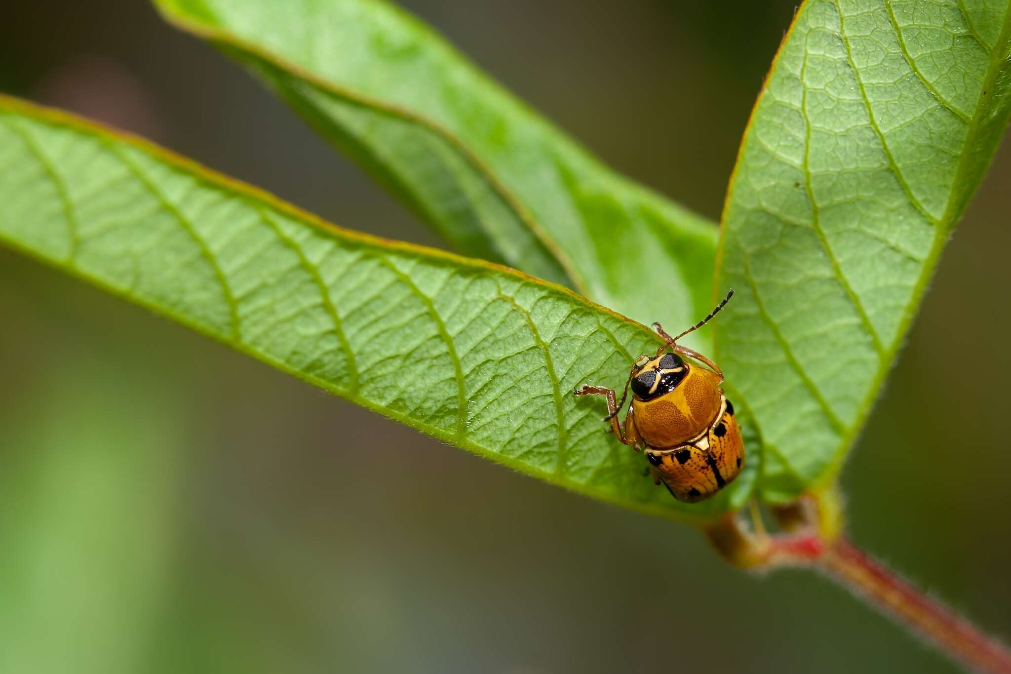 صورة Griburius larvatus (Newman 1840)