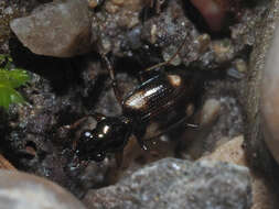 Imagem de Bembidion (Bembidion) quadrimaculatum (Linnaeus 1760)