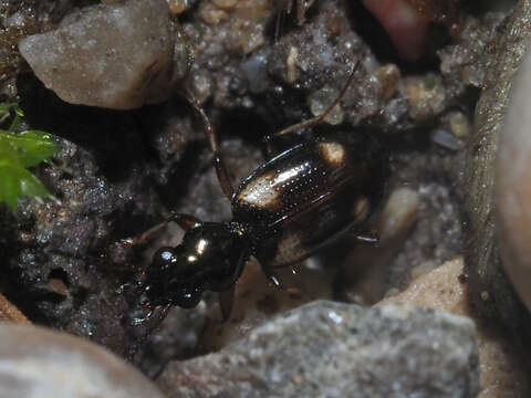 Image of Bembidion (Bembidion) quadrimaculatum (Linnaeus 1760)