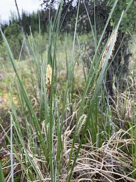 Image of water sedge