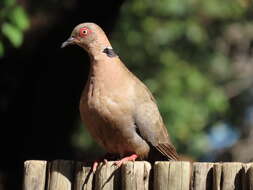 صورة Streptopelia decipiens ambigua (Barboza du Bocage 1881)