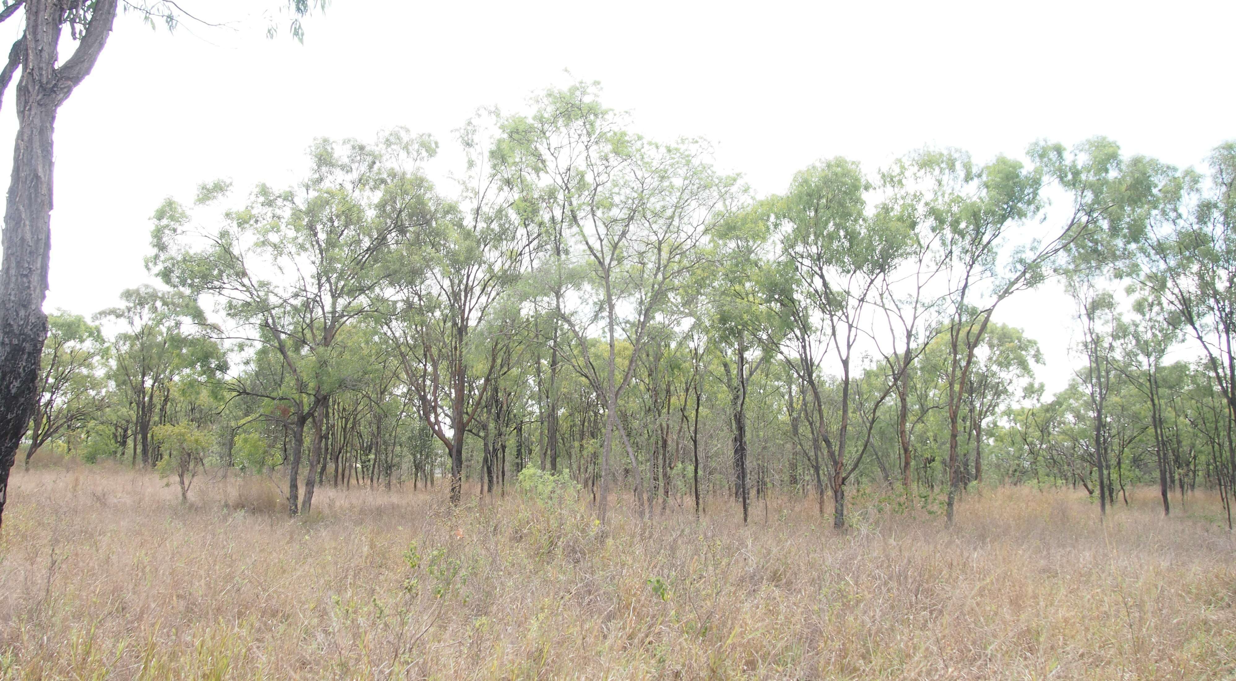 Слика од Eucalyptus crebra F. Müll.