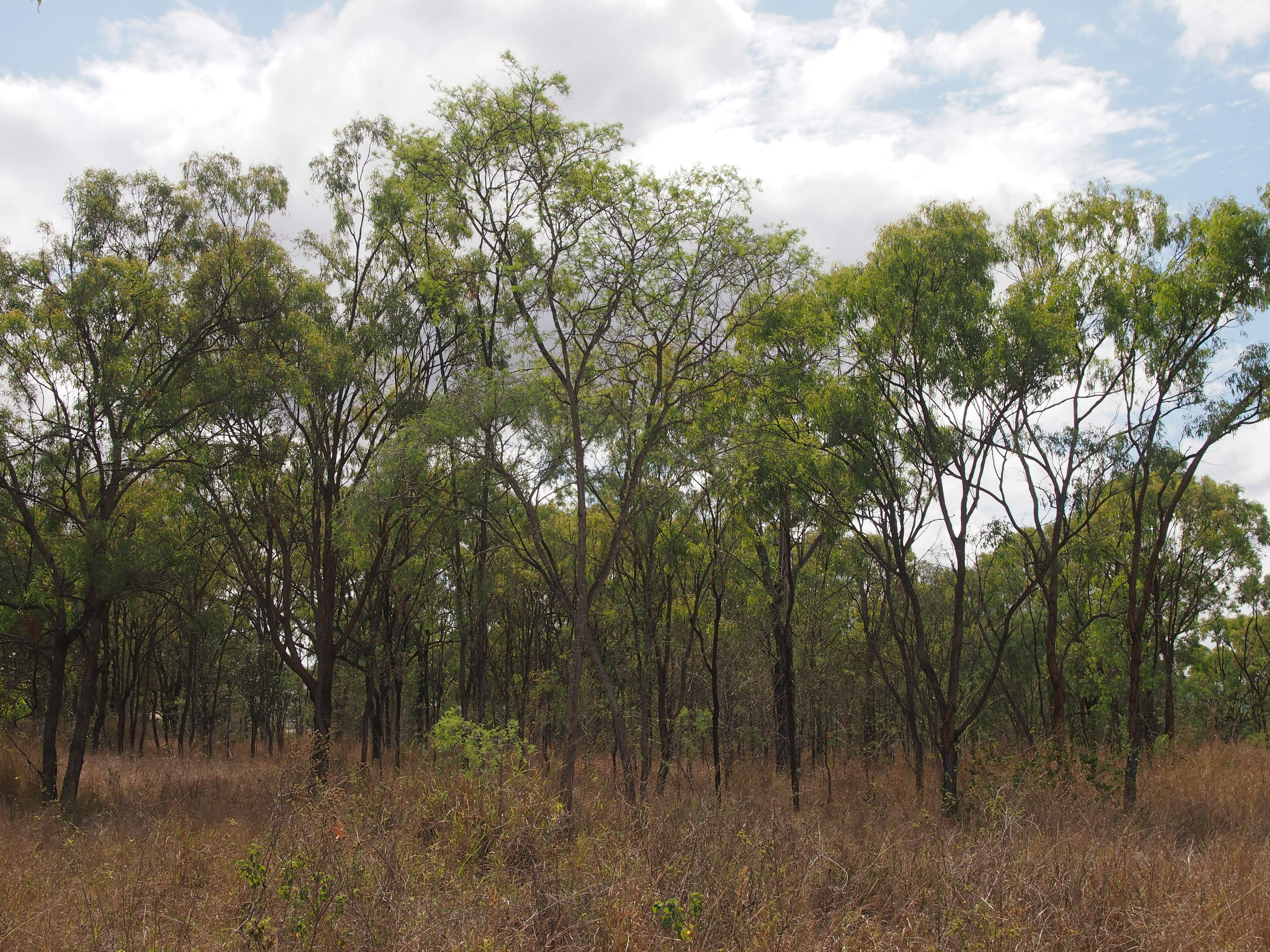 Слика од Eucalyptus crebra F. Müll.