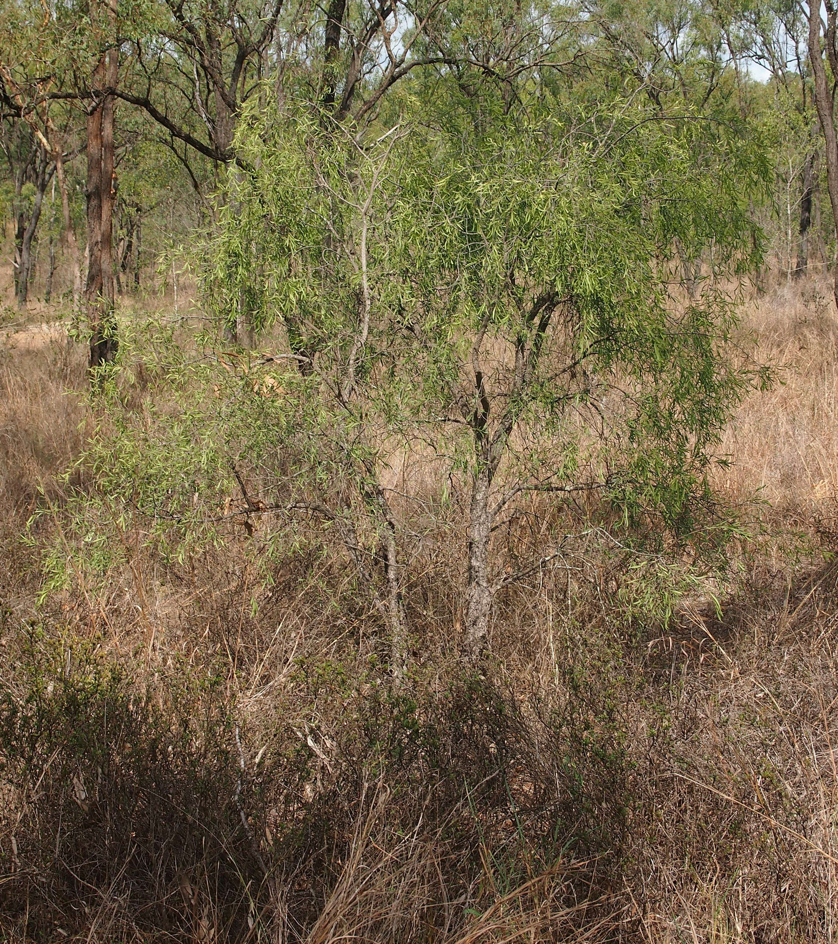 Image of Denhamia cunninghamii (Hook.) M. P. Simmons