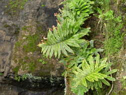 Plancia ëd Polypodium macaronesicum subsp. azoricum (Vasc.) F. J. Rumsey, Carine & Robba