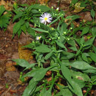 Image of crookedstem aster