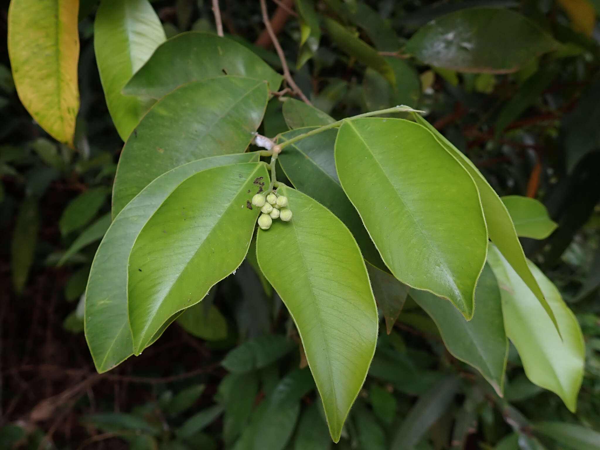 Image of Incense tree