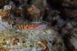 Image of Axelrod's Clown Blenny