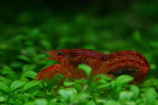 Cambarellus patzcuarensis Villalobos 1943 resmi