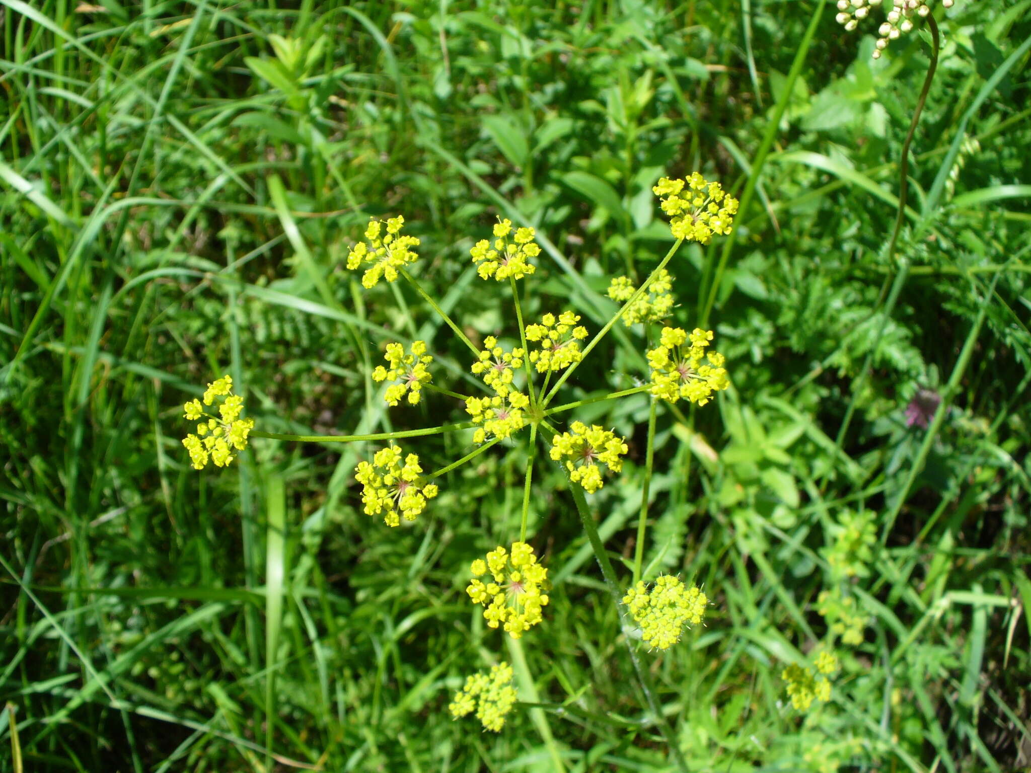 Image of Pastinaca pimpinellifolia M. Bieb.