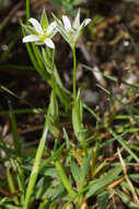 Image of Moenchia erecta subsp. erecta