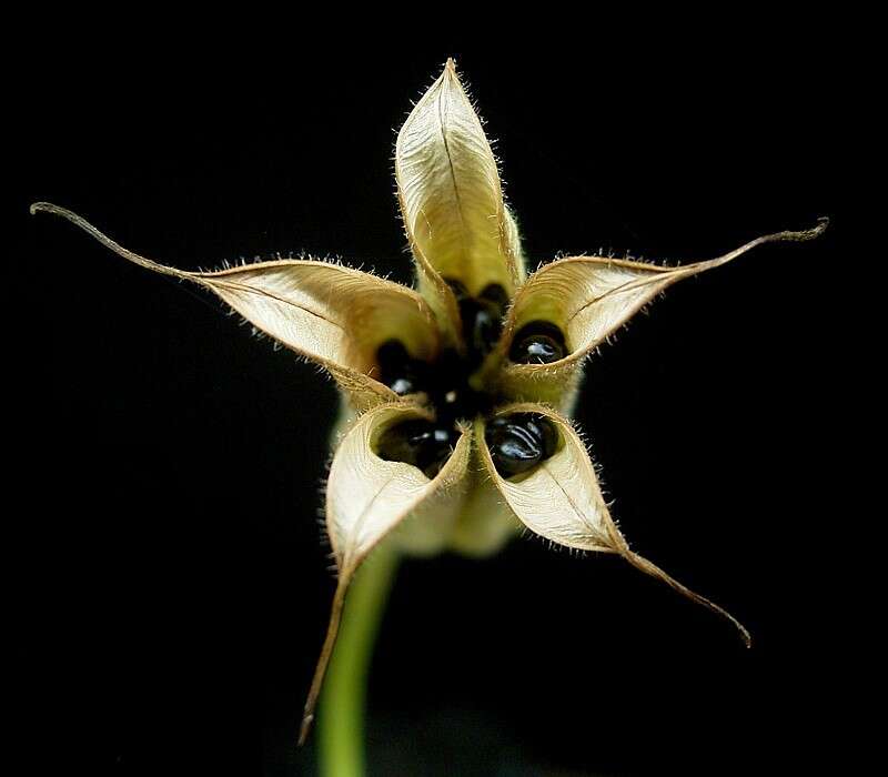 Plancia ëd Aquilegia vulgaris L.