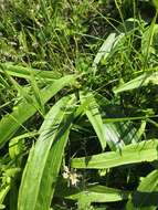 Image of Gentiana grandiflora Laxm.