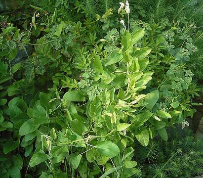 Image of Field Bindweed