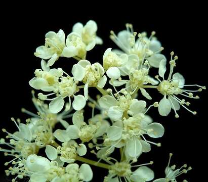 Plancia ëd Filipendula ulmaria (L.) Maxim.