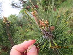 Image of Maritime Pine