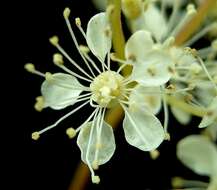 Image of Meadowsweet