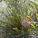 Image of Protea denticulata Rourke