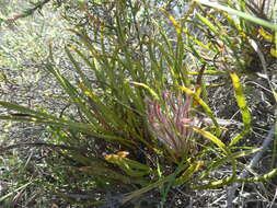 Image de Protea denticulata Rourke