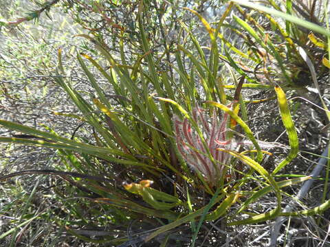 Image of Protea denticulata Rourke