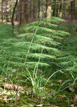 Image of Wood Horsetail