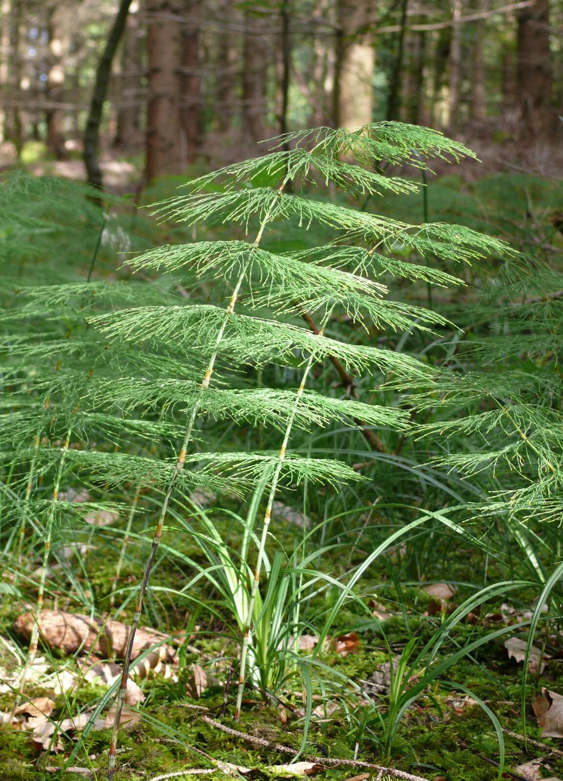 Imagem de Equisetum sylvaticum L.